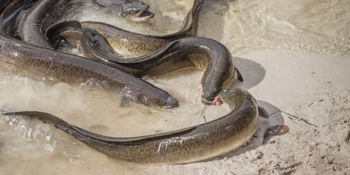 thames eels