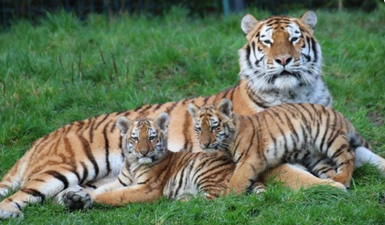 Dublin zoo welcomes two new Amur tiger cubs born to first-time parents