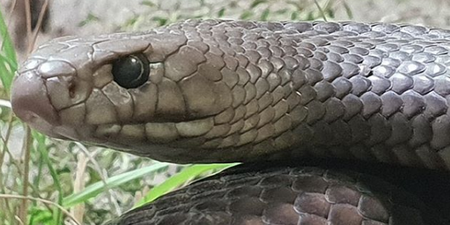 Zoo is looking to name a snake after your ex this Valentine’s Day