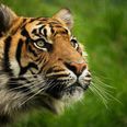 New tiger introduced to London Zoo immediately kills its mate