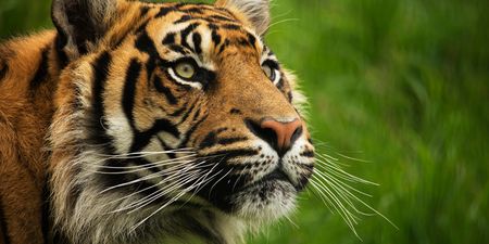 New tiger introduced to London Zoo immediately kills its mate
