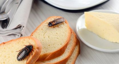 Dead rodents, cockroach infestations and poor staff hygiene amongst reasons for food closure orders in Ireland last month