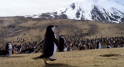 WATCH: BBC’s new nature documentaries look truly epic