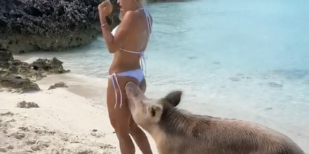 Fitness model tries to take picture with a pig, is bitten on the arse