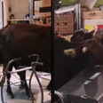 WATCH: Rogue herd of cows invade Hong Kong supermarket in dramatic coup d’etat