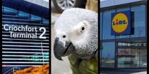 This story about Dublin Airport, a Lidl store, and an African parrot has put us in a great mood