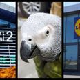 This story about Dublin Airport, a Lidl store, and an African parrot has put us in a great mood