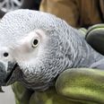 PICS: Dublin Airport has finally reunited the Slovak-speaking parrot with her owner