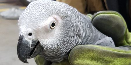 PICS: Dublin Airport has finally reunited the Slovak-speaking parrot with her owner
