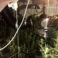 Gardaí discover large cannabis growhouse in Carlow