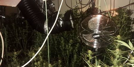 Gardaí discover large cannabis growhouse in Carlow