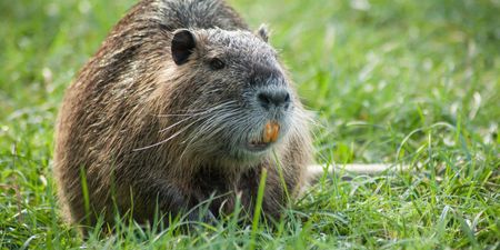 Dubliners warned about “large invasive rodent” with bright orange teeth