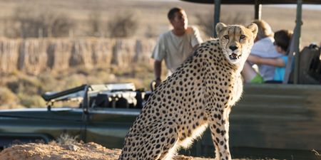 Our ultimate South Africa safari bucket list for wildlife lovers