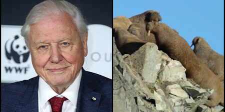 David Attenborough’s new nature documentary series on Netflix has left people very emotional