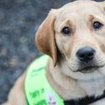 Irish Guide Dogs for the Blind launch national fundraising day