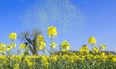 Pharmacists of Ireland issue hayfever warning as pollen count set to rise