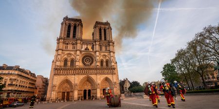 200,000 bees on Notre Dame roof survive fire