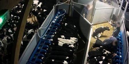 ISPCA “horrified and angered” by footage of Irish dairy calves being kicked and stamped on in France