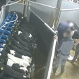 Minister for Agriculture Michael Creed labels treatment of Irish calves in video “appalling”