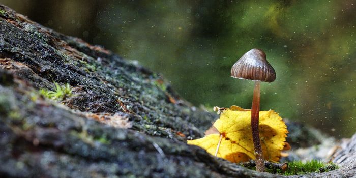 mushrooms denver