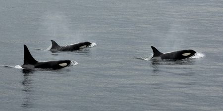 Rare killer whale spotted off the coast of Cork