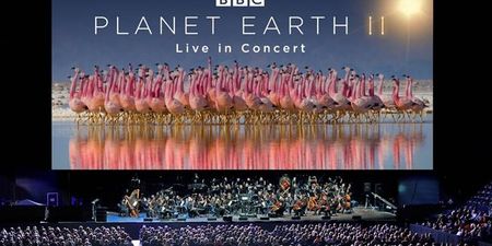 BBC’s stunning Planet Earth II is coming to Ireland live in concert
