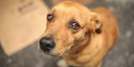 Study finds dogs have developed “puppy dog eyes” specifically to create sympathy in humans