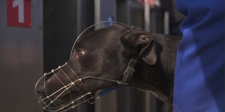 RTÉ documentary reveals that almost 6,000 greyhounds are killed in Ireland every year