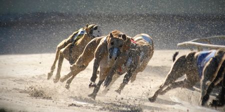 Social Democrats seek to stop government funding for greyhound racing industry