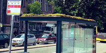 Hundreds of bus stops in Holland covered in plants for honeybees