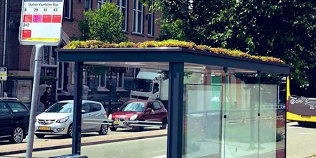 Hundreds of bus stops in Holland covered in plants for honeybees