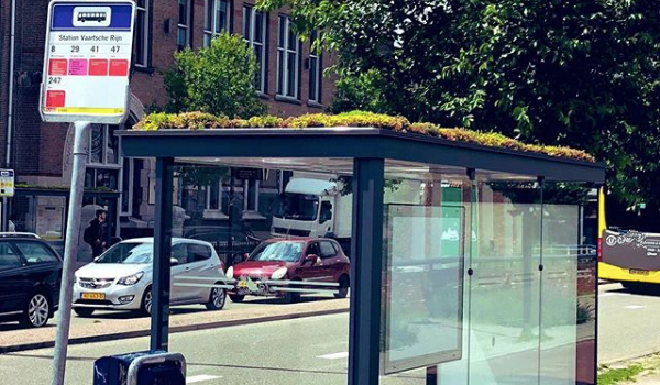 plants on bus stops