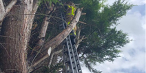 Social media is having a field day with this cat’s reaction after a Dublin fireman rescued it from a tree