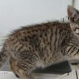 PICS: The ISPCA is appealing for new homes for rescued cats and kittens