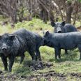 Here’s where all these jokes about “30-50 feral hogs” came from