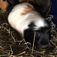 Four guinea pigs and a goldfish found abandoned in apartment in Cork