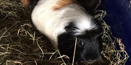 Four guinea pigs and a goldfish found abandoned in apartment in Cork