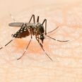 Philippines confirms an epidemic of Dengue fever