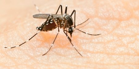 Philippines confirms an epidemic of Dengue fever