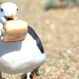 Seagulls less likely to steal food if you stare at them, study shows