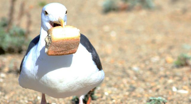 seagulls food