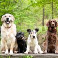 QUIZ: Can you name the breeds of all these dogs?