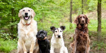 QUIZ: Can you name the breeds of all these dogs?