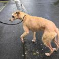 ISPCA appeal for information after lurcher dog in “shocking condition” rescued in Longford