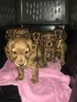 Six puppies found hidden in van at Dublin Port