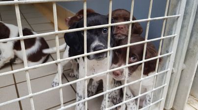 19 dogs including six puppies removed from a property by the ISPCA