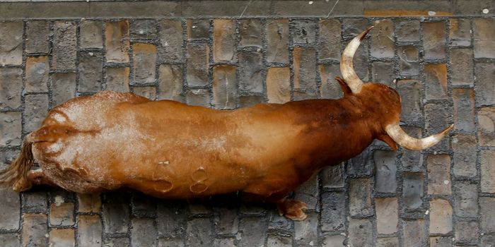bull run Spain death