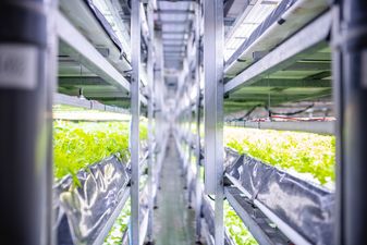 ‘Stacks of snooker tables in a tower’: Why vertical farms are the future of food production