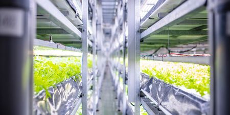 ‘Stacks of snooker tables in a tower’: Why vertical farms are the future of food production