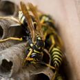 Public warned to be wary of “aggressive” wasps following highest number of wasp callouts in Ireland in six years